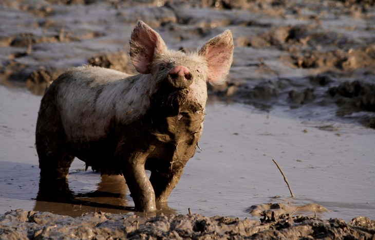 Schwein in einer großen Matschpfütze