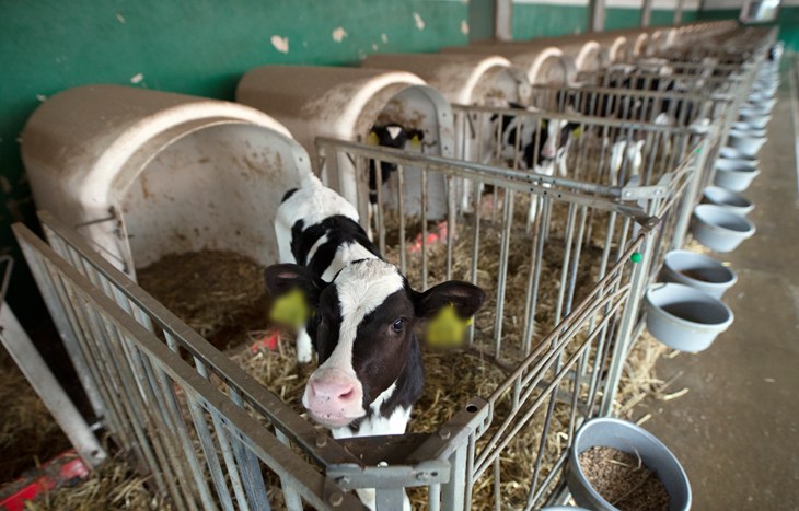 Row on individual calf pens, calf in first pen is looking at the camera