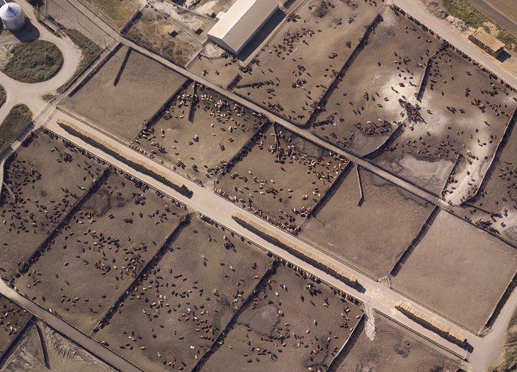 Vogelperspektive auf eine industrielle Rinderfarm